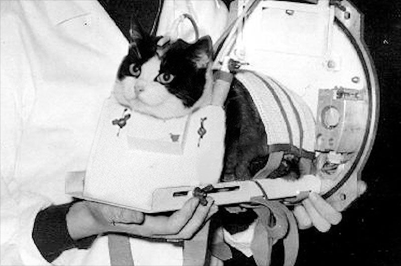 On this day in space! Oct. 18, 1963: France's Félicette Becomes the 1st Cat in Space! >^..^ - Space