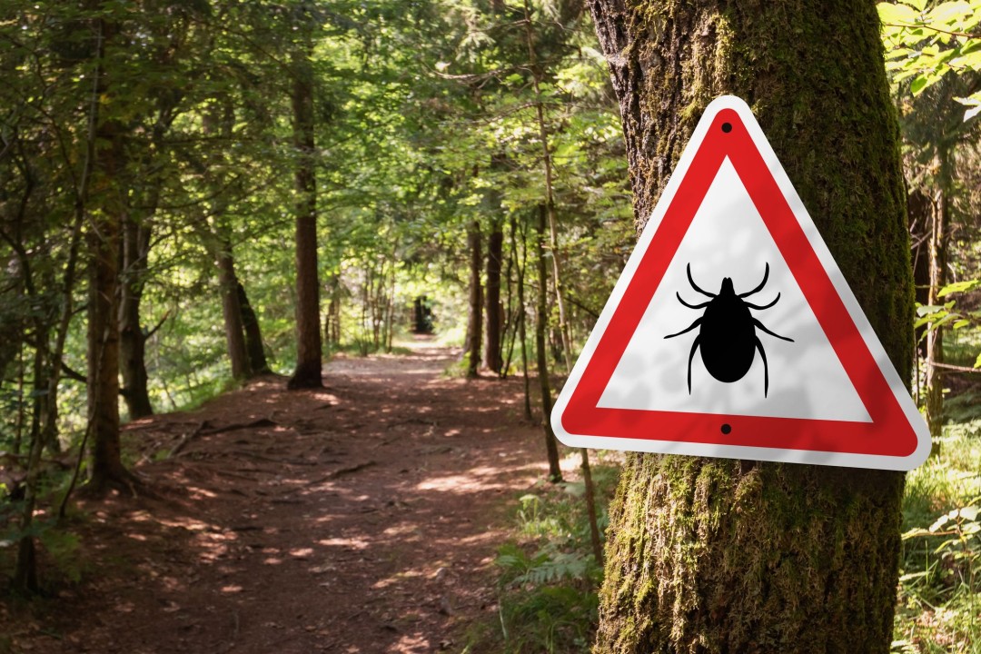 Across the US, 'the Ticks Are Winning' - Newser
