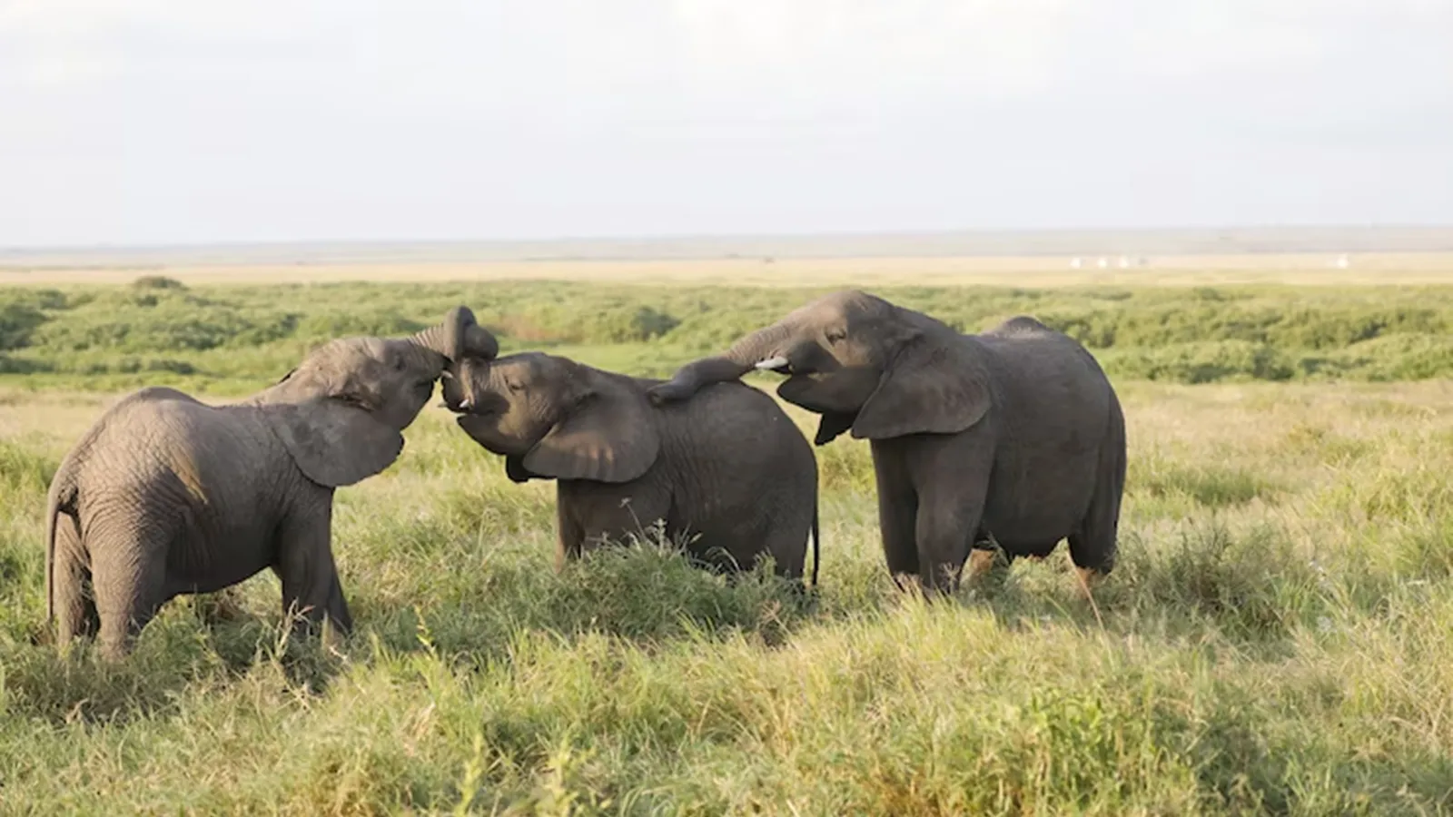 Why elephant herds are led by grandmothers, not the youngest females