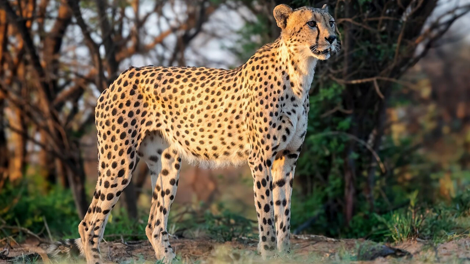 7 animals that are surprisingly faster than a cheetah