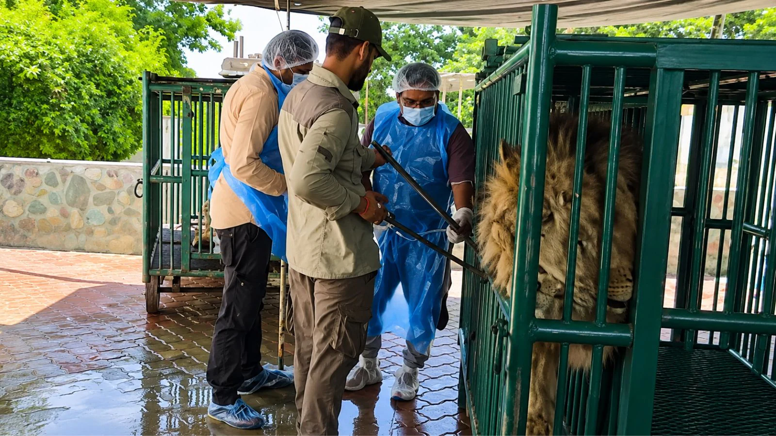 8 lion cubs died of suspected Babesia infection, no deaths in 2 days: Gujarat Minister