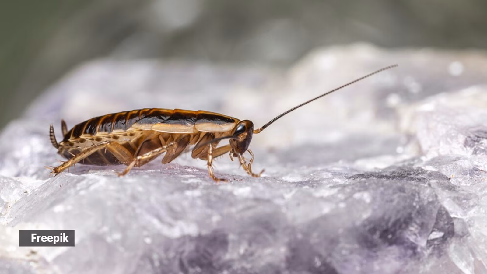 Cockroaches are actually biological engineers: Dr K.P. Dinesh