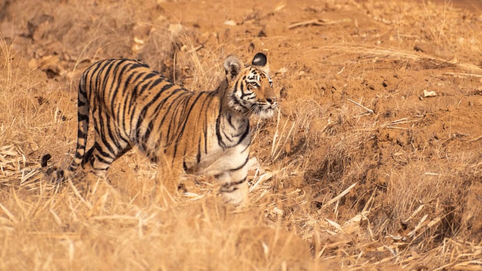 Postmortem twist in Bandhavgarh tiger death: Struck by tranquiliser ‘after death’, suffered ‘prolonged physical deterioration’