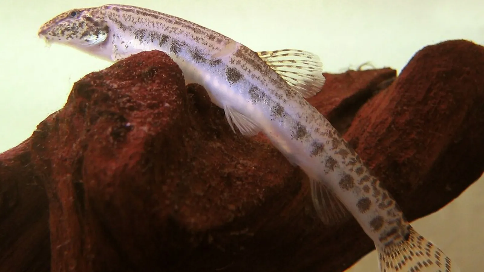 Meet the animals that breathe through their skin, gut, and more