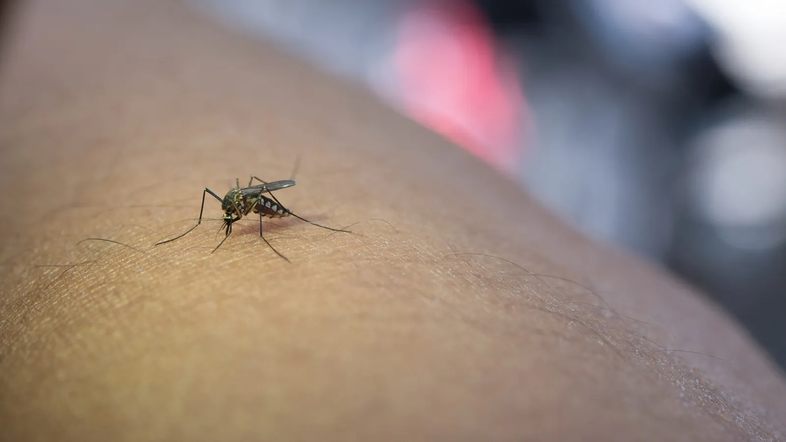 Dengue fever and heart health: Expert warns of hidden cardiac risks to note