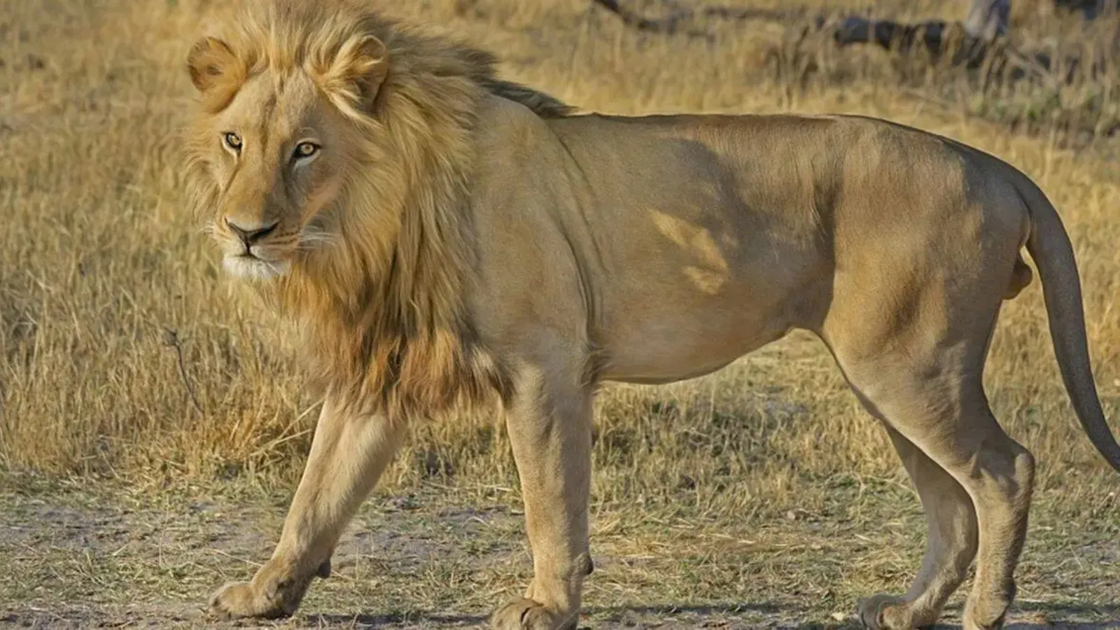 31 lions captured, 7 declared ‘maneaters’, Gujarat battles recent surge in attacks