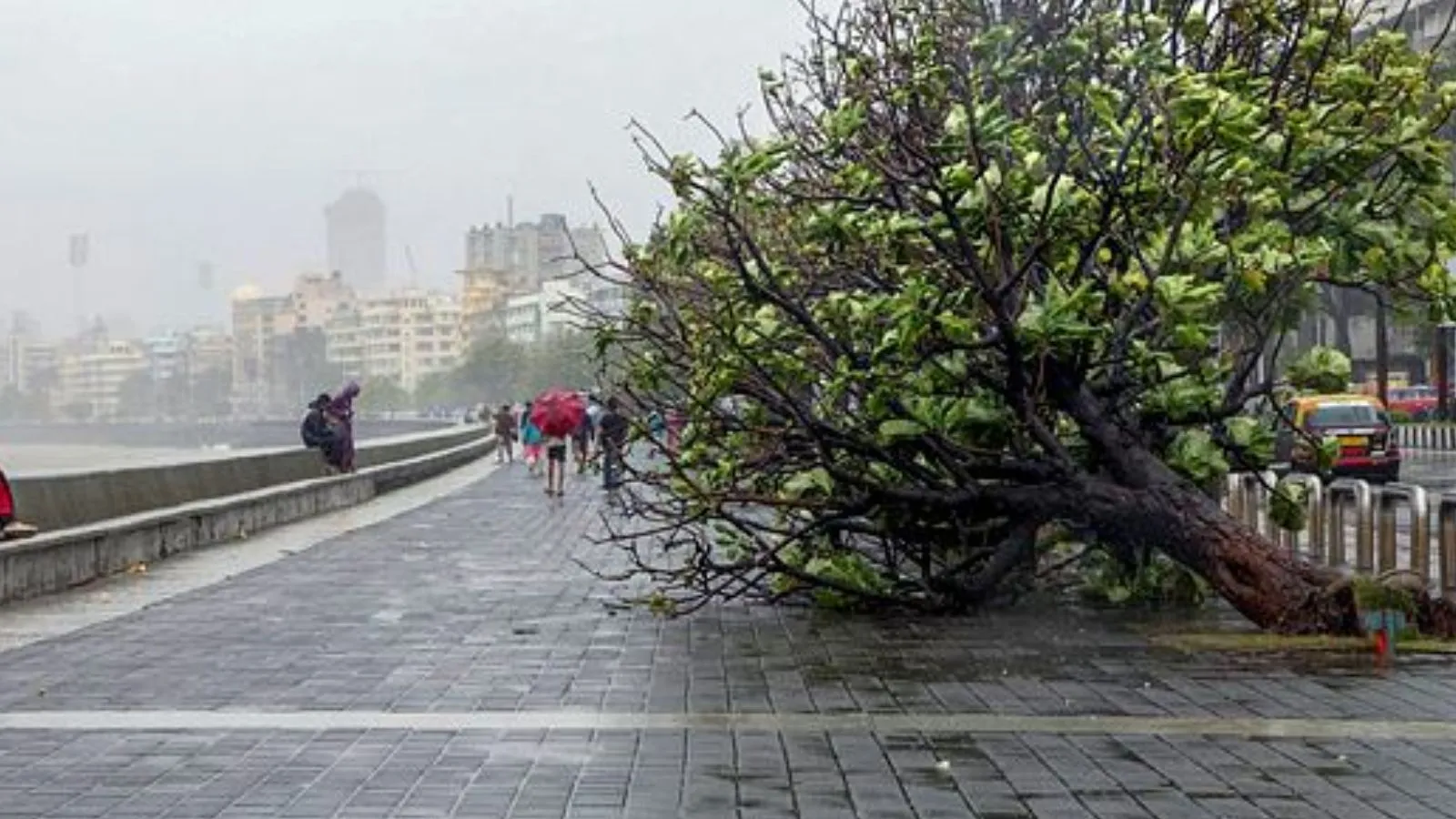 Like buildings, Mumbai’s trees to now be surveyed as ‘dangerous’, ‘very dangerous’ and ‘healthy’