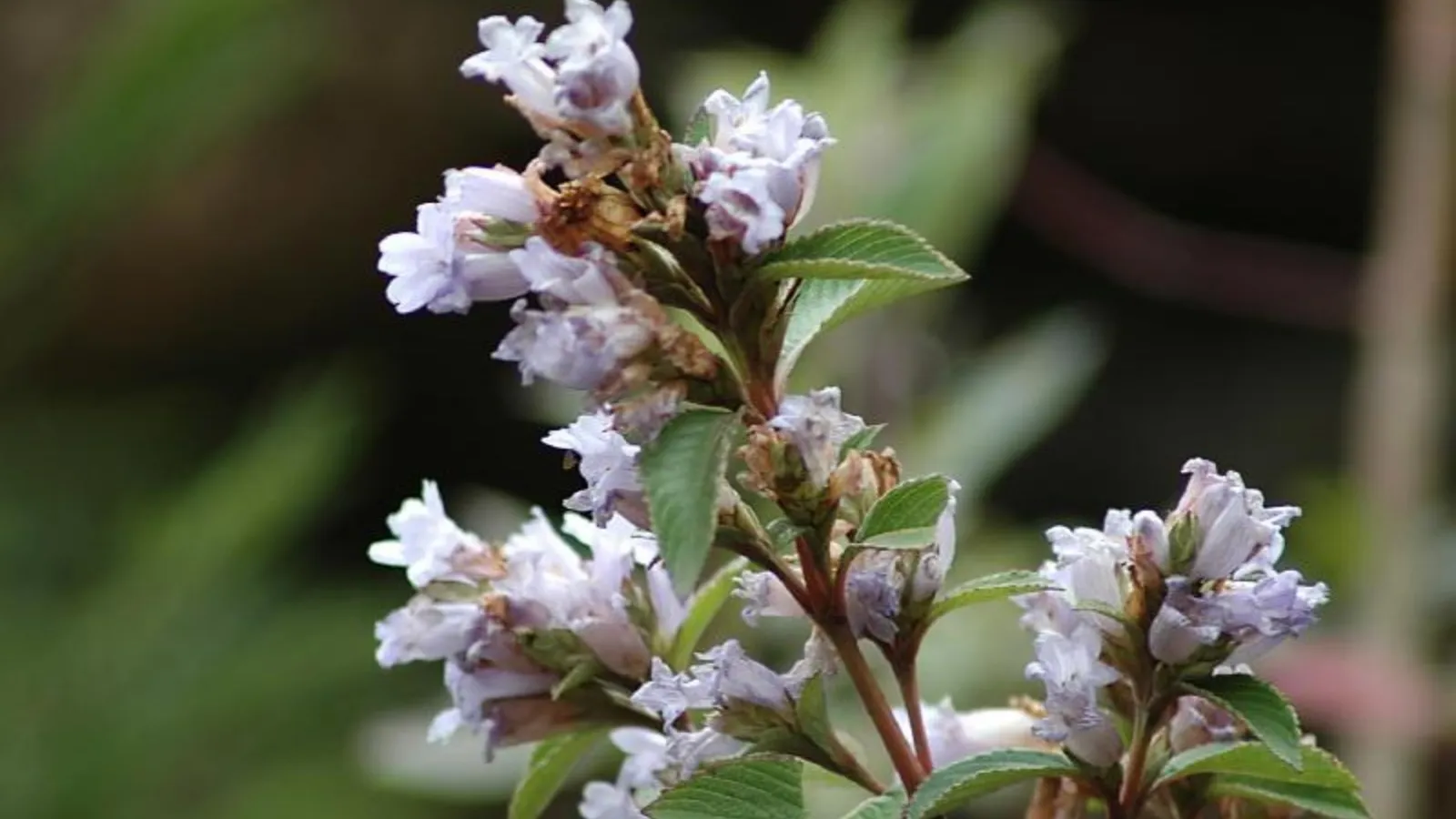 Munnar to Kodaikanal: Top places to see Neelakurinji flowers in India