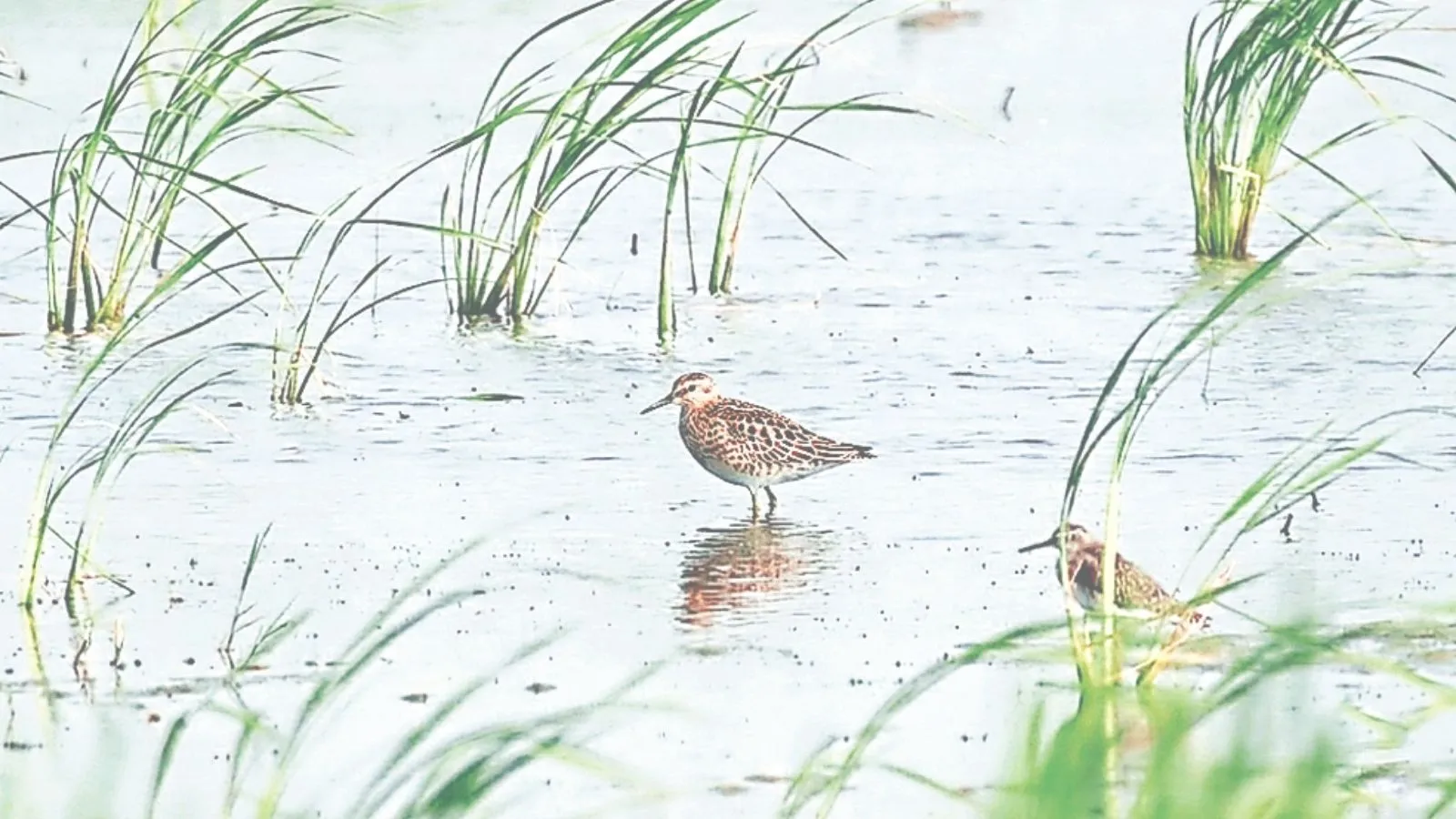 Only fifth recorded sighting in 150 yrs: Rare Siberian visitor spotted at Najafgarh lake