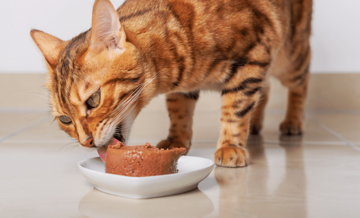 Why Does Your Cat Never Finish Its Food? Scientists May Finally Have the Answer! - Indian Defence Review