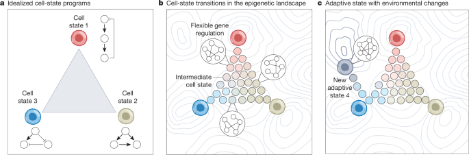 A mechanism for adaptive genome regulation in cancer - Nature