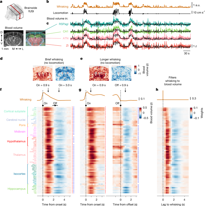 Brainwide blood volume reflects opposing neural populations - Nature