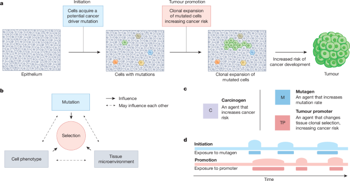 Tumour promotion through the lens of evolution - Nature
