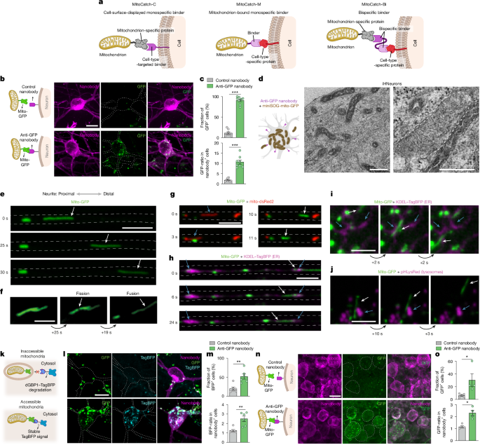 Cell-type-targeted mitochondrial transplantation rescues cell degeneration - Nature