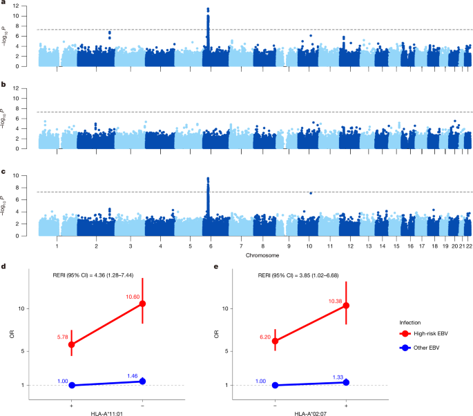 EBV strain interacts with host HLA to drive nasopharyngeal carcinoma risk - Nature