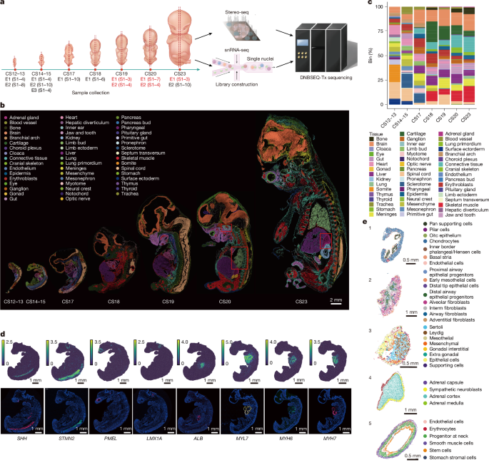 Spatiotemporal transcriptome atlas of human embryos after gastrulation - Nature