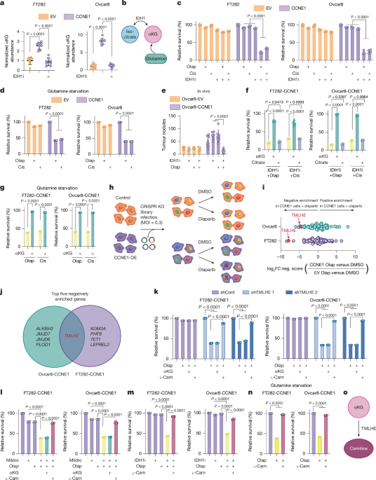 αKG-mediated carnitine synthesis drives DNA repair via histone acetylation - Nature