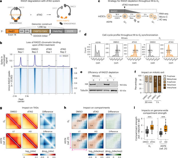 Postmitotic transcription and 3D regulation show locus-specific and differentiation-specific sensitivity to cohesin depletion - Nature