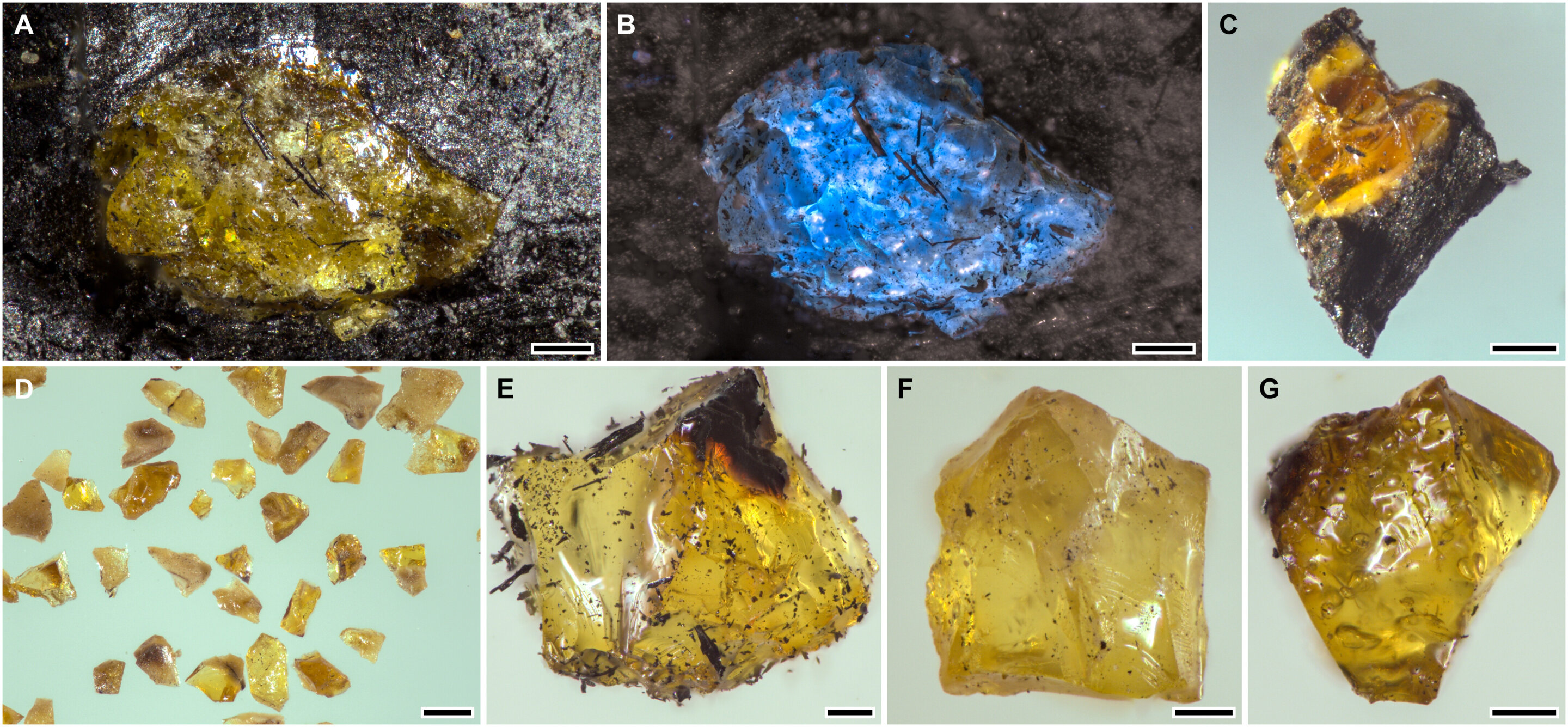 A new record holder for the world's oldest amber discovered in China - Phys.org