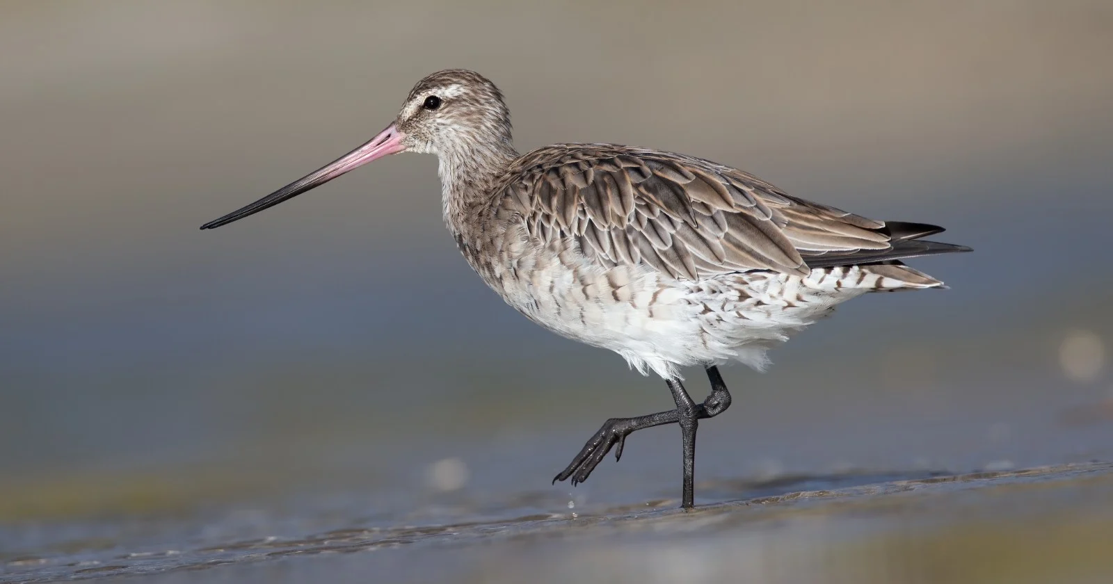 A bar-tailed godwit flew 7,250 miles nonstop from Alaska to New Zealand, going more than eight days without landing, eating or drinking - Space Daily