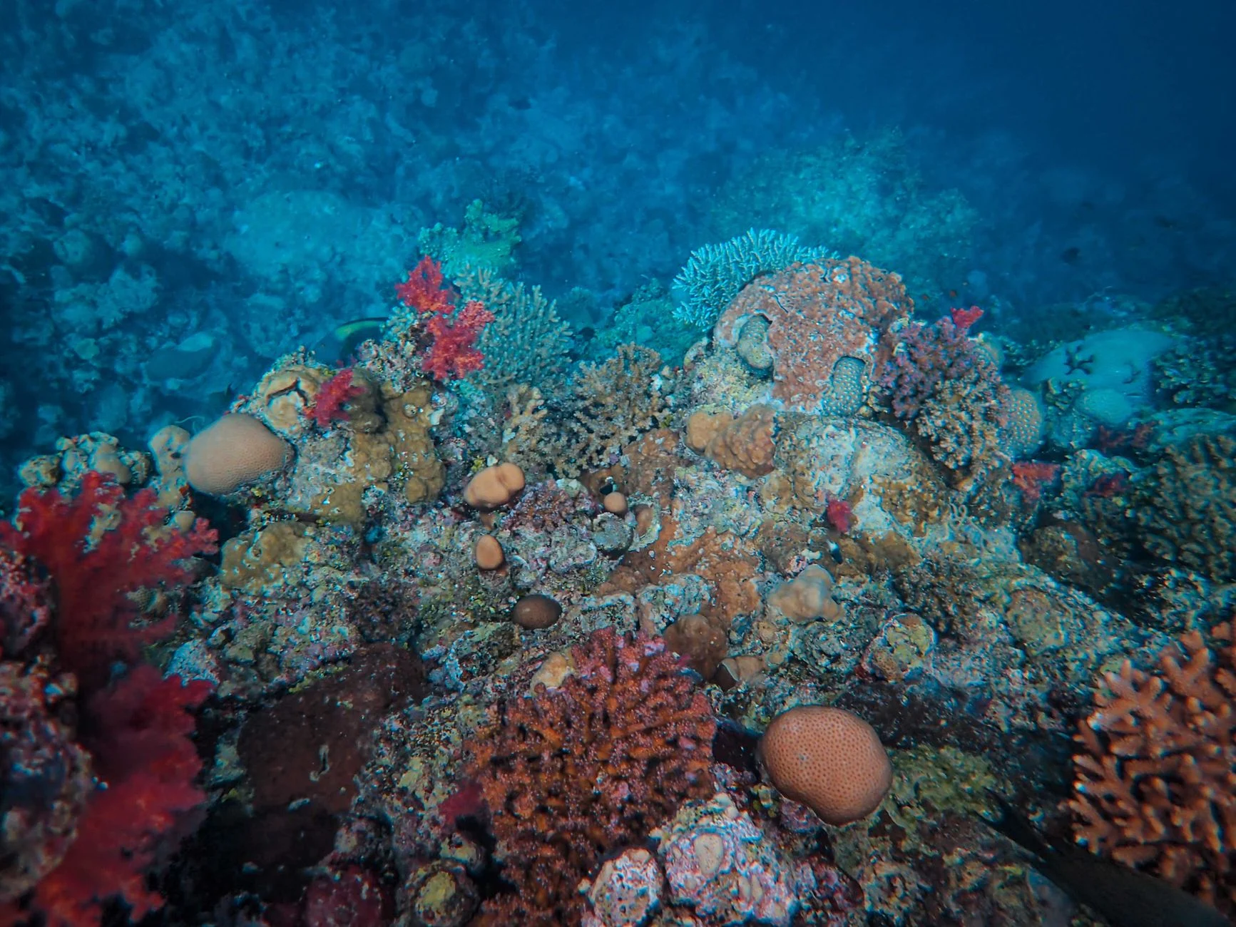 About 252 million years ago, Siberian volcanoes heated Earth's oceans until much of marine life effectively suffocated — and scientists have now confirmed the same deadly combination of warming and oxygen loss is developing again today. - Space Daily