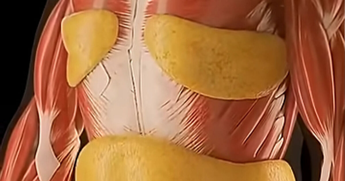 Mind-Blowing Simulation Reveals What 36 Hours Of Fasting Really Does To Your Body - Bored Panda