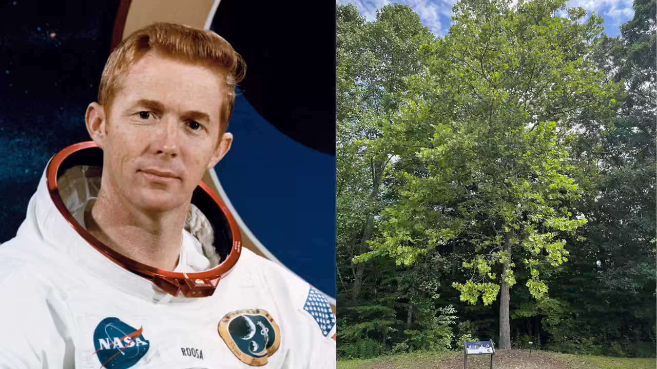 Moon Trees from Apollo 14 still flourish across America after 54 years on Earth !