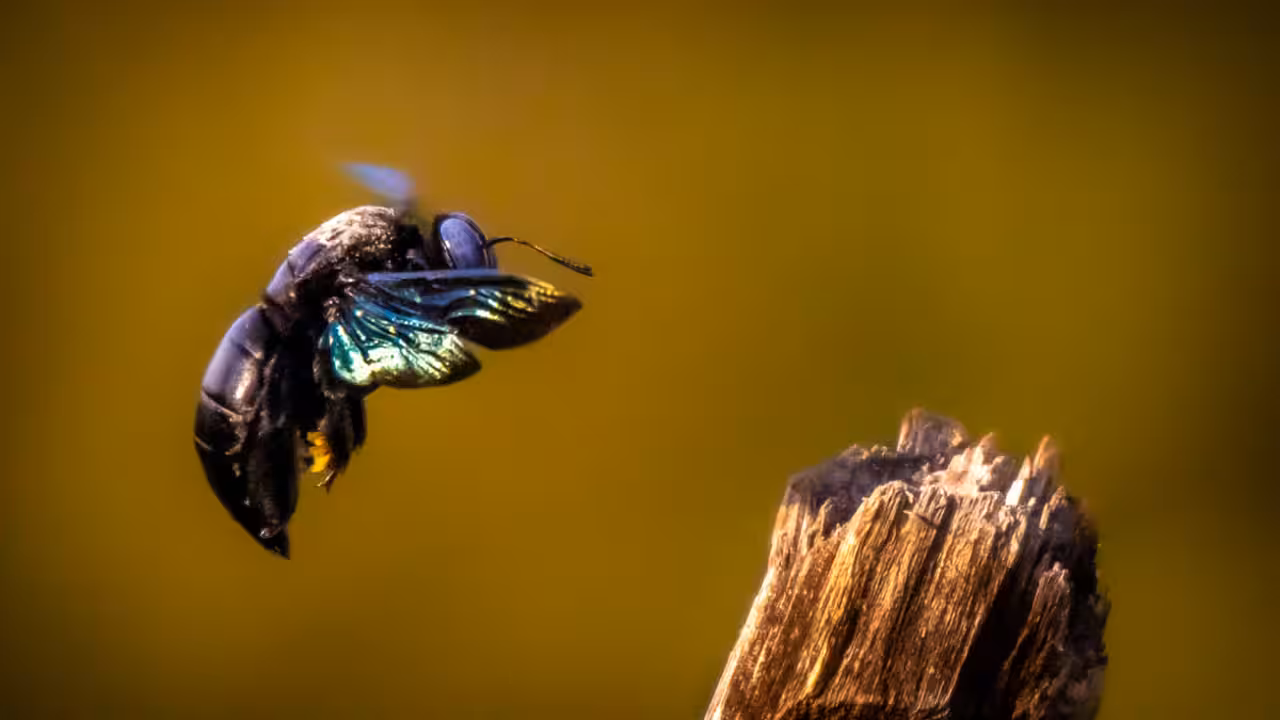 Bumblebees survived modern pesticide, but key genes began changing
