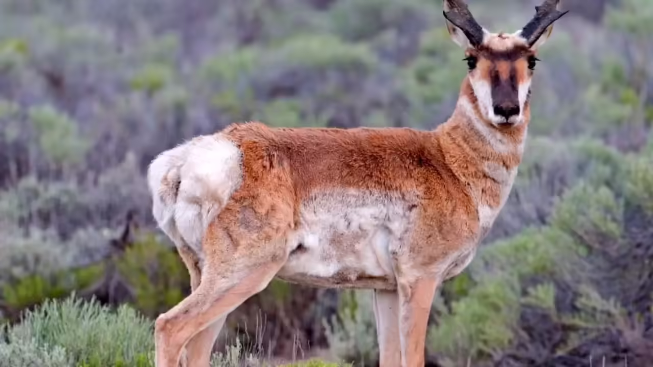 Scientists fit 75 pronghorns, fastest land animal in Americas, with GPS collars: What they found