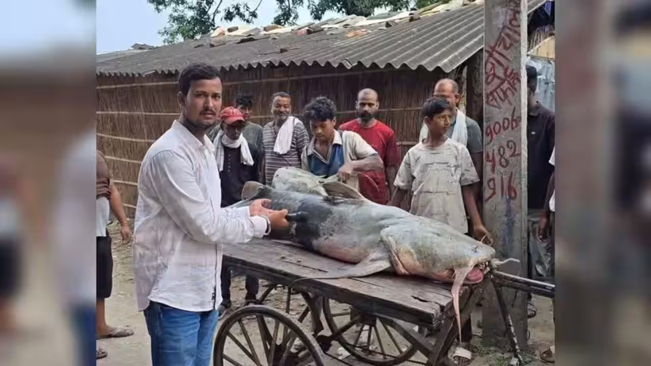 Nepal floods bring 'unusual' fish to Bihar, govt warns people not to eat or sell them