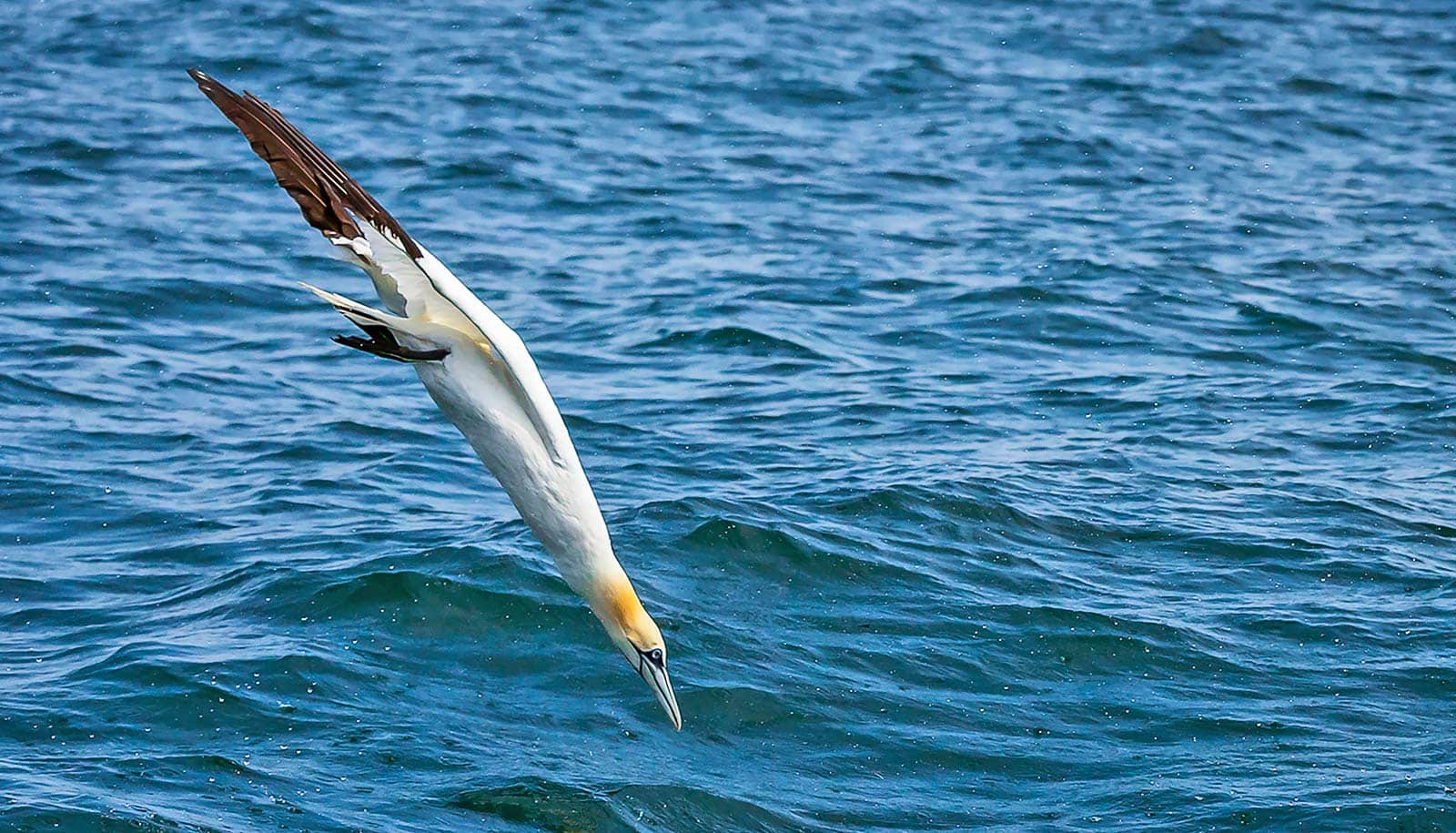 Special vertebrae keep diving seabirds from breaking their necks