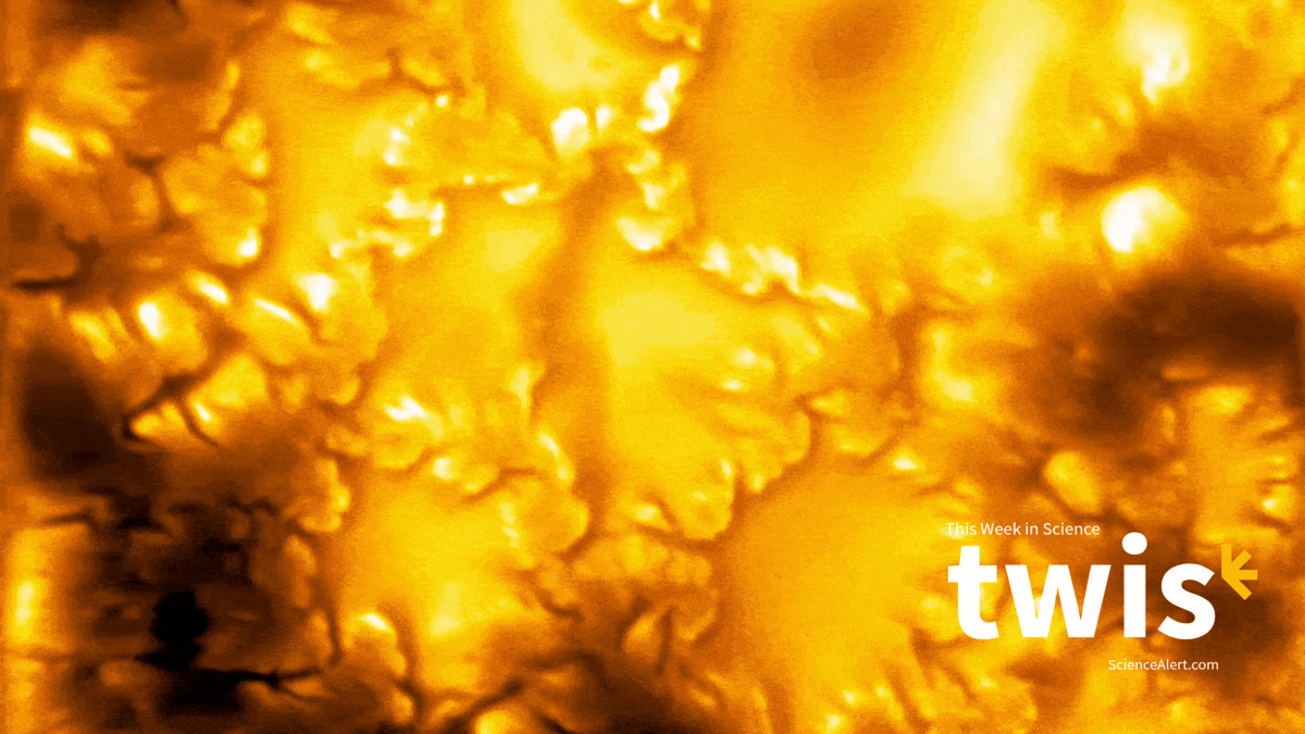 This Week in Science: Mosquito Magnets, Bonus Benefits of GLP-1s, And More - ScienceAlert