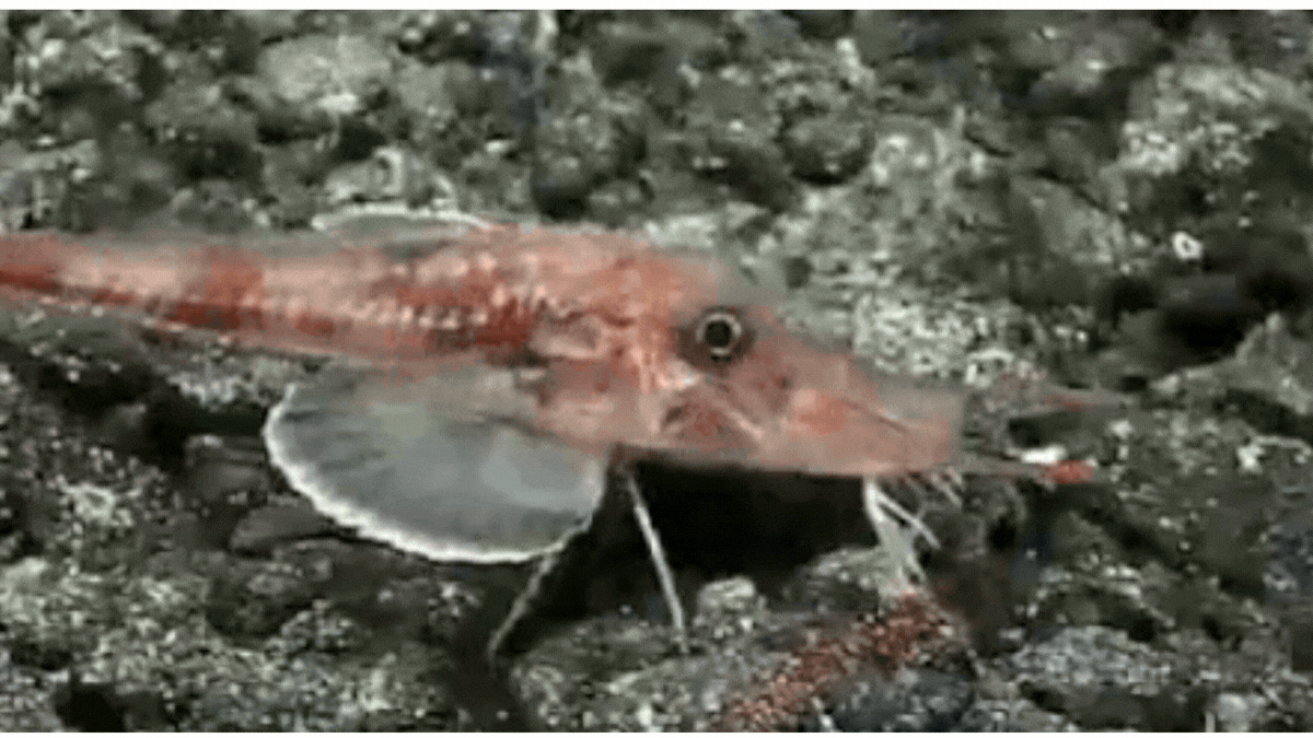 Scientists Filmed an Alien-Looking Fish Moonwalking Across The Seafloor - ScienceAlert
